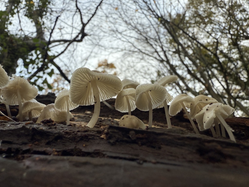 Mycena galericulata · November 2025 · photo: © cjoynson (iNaturalist, cc0)
