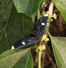 Melanchroia vazquezae