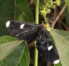 Melanchroia vazquezae