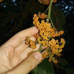 Urera glabriuscula