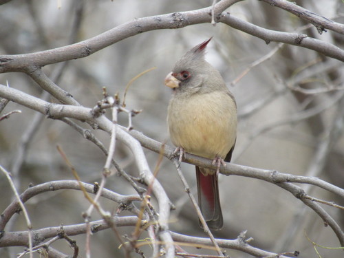 Pyrrhuloxia