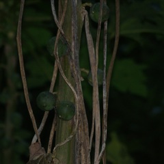 Vasconcellea cauliflora
