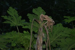 Vasconcellea cauliflora