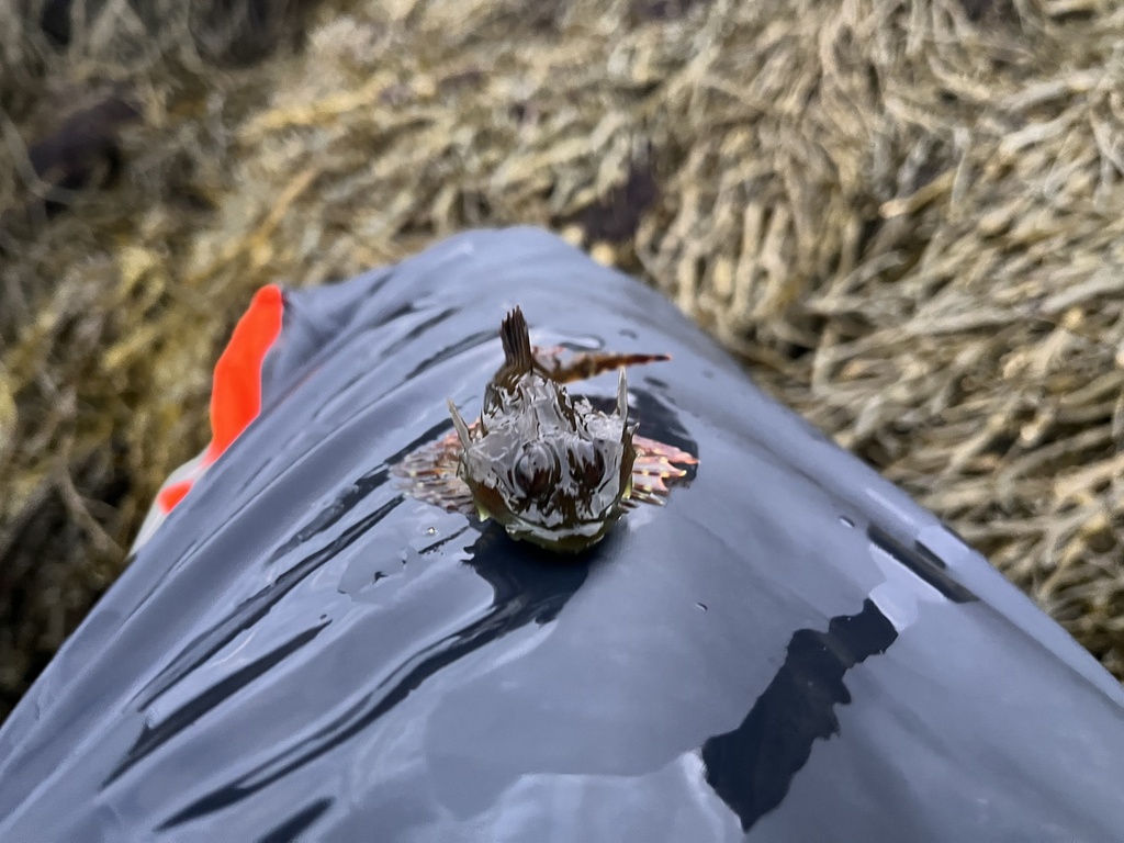 Fatherlasher (Taurulus bubalis) — Cottidae