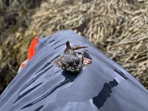 Fatherlasher (Taurulus bubalis) — Cottidae