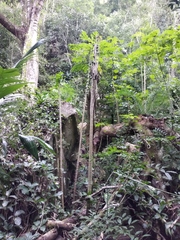 Vasconcellea cauliflora