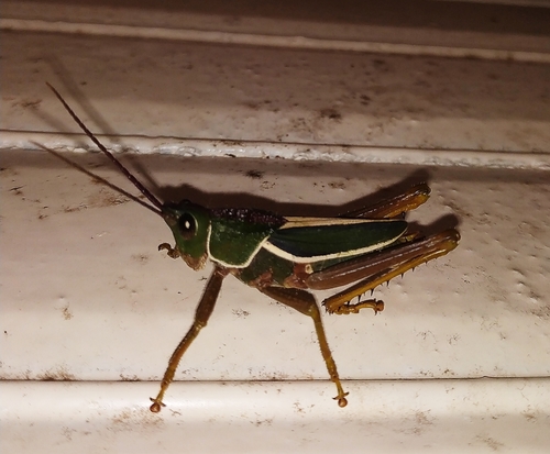 Staleochlora fruhstorferi