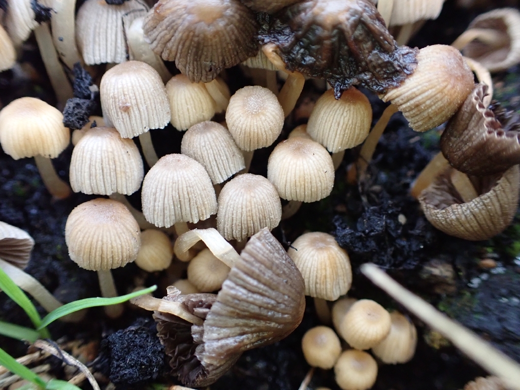 Coprinellus disseminatus · November 2025 · photo: © johan8153 (iNaturalist, cc-by)