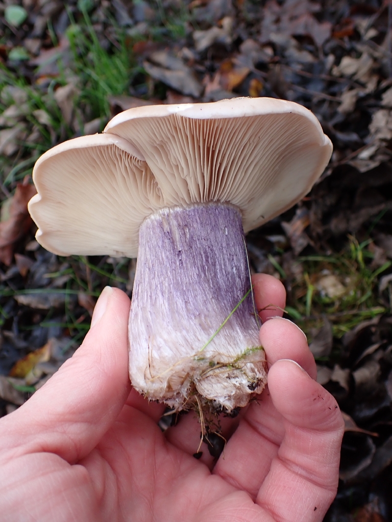 Collybia personata · November 2025 · photo: © johan8153 (iNaturalist, cc-by)