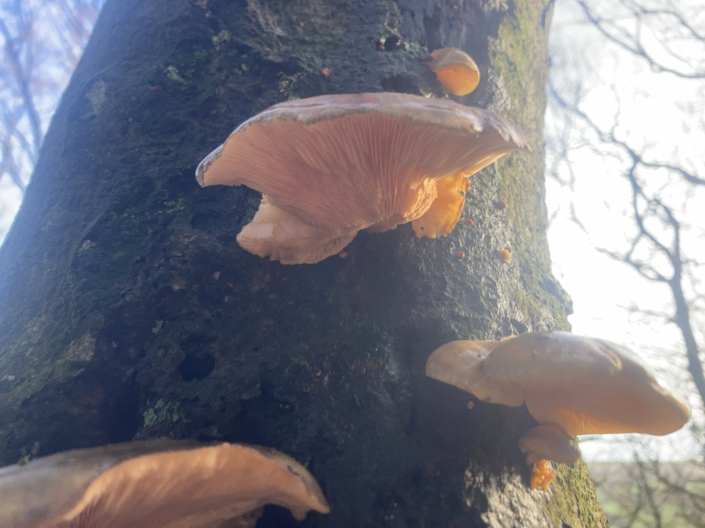 Sarcomyxa serotina · November 2025 · photo: © craignerrad (iNaturalist, cc-by)