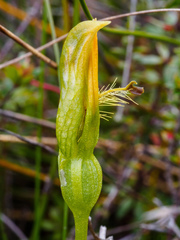 Pterostylis tasmanica