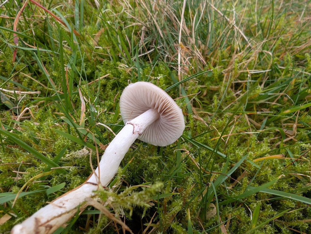 Stropharia inuncta