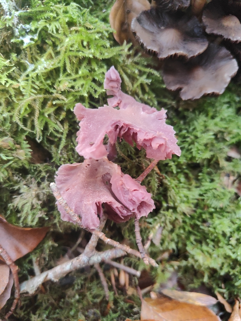 Laccaria amethystina · November 2025 · photo: © tomhughes97 (iNaturalist, cc-by)