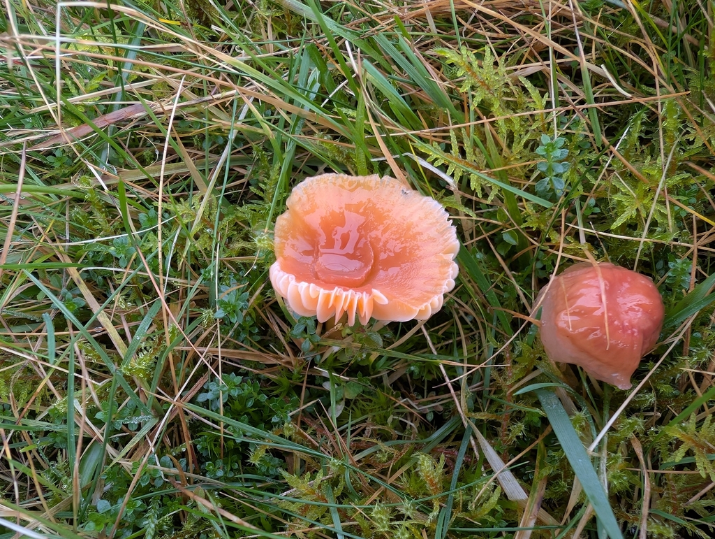 Gliophorus laetus · November 2025 · photo: © markbreaks (iNaturalist, cc-by)