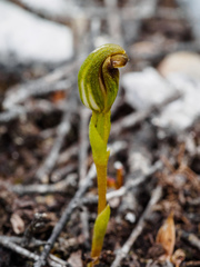 Pterostylis aphylla