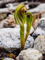 Pterostylis aphylla