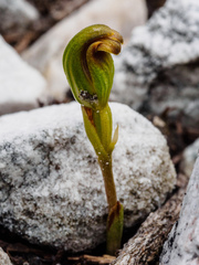 Pterostylis aphylla