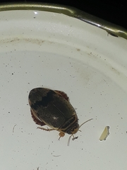 Thermonectus nigrofasciatus