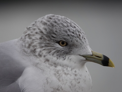 Larus delawarensis