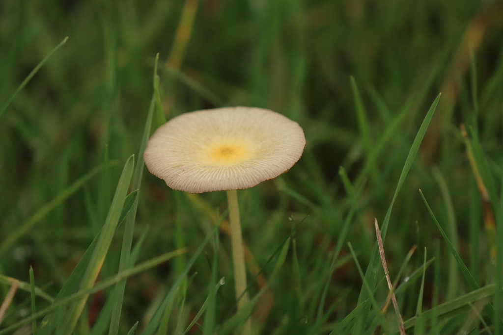 Bolbitius titubans · November 2025 · photo: © johnashburner (iNaturalist, cc0)