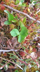 Ranunculus lapponicus