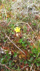 Ranunculus lapponicus