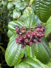 Miconia purpurea
