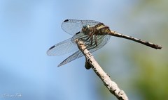 Micrathyria hypodidyma