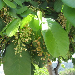 Sterculia shillinglawii