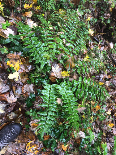 Vigorous Holly Fern (Cyrtomium laetevirens)