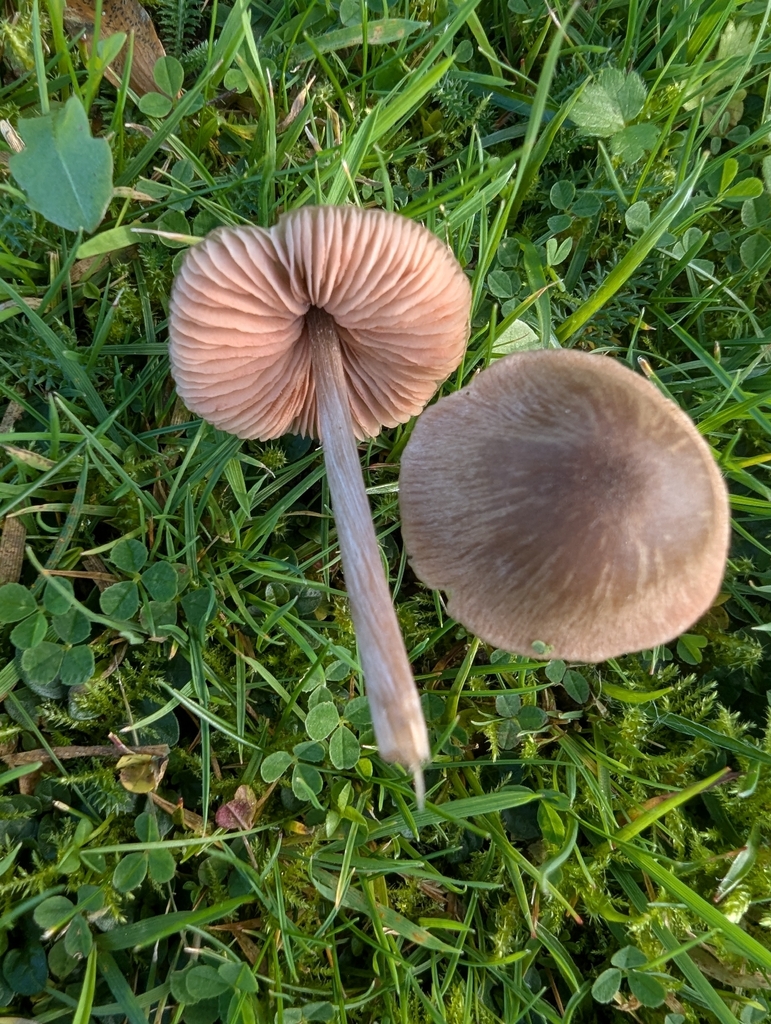 Entoloma conferendum · November 2025 · photo: © ohwhen (iNaturalist, cc-by)