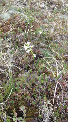 Cardamine digitata