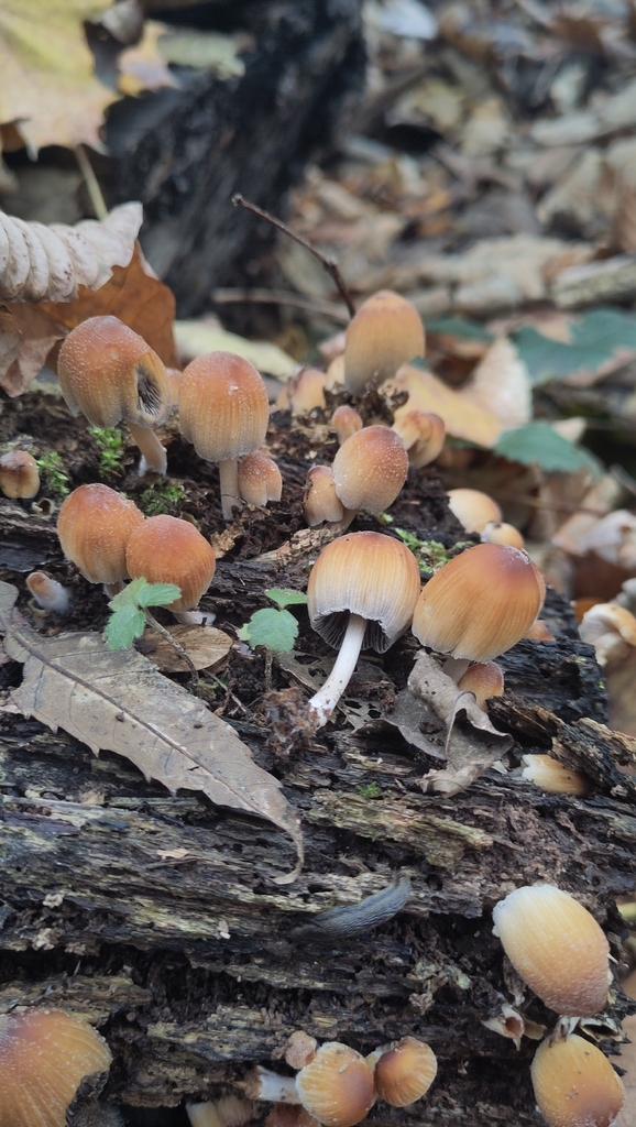 Micacei · November 2025 · photo: © fabian_graubereich (iNaturalist, cc0)