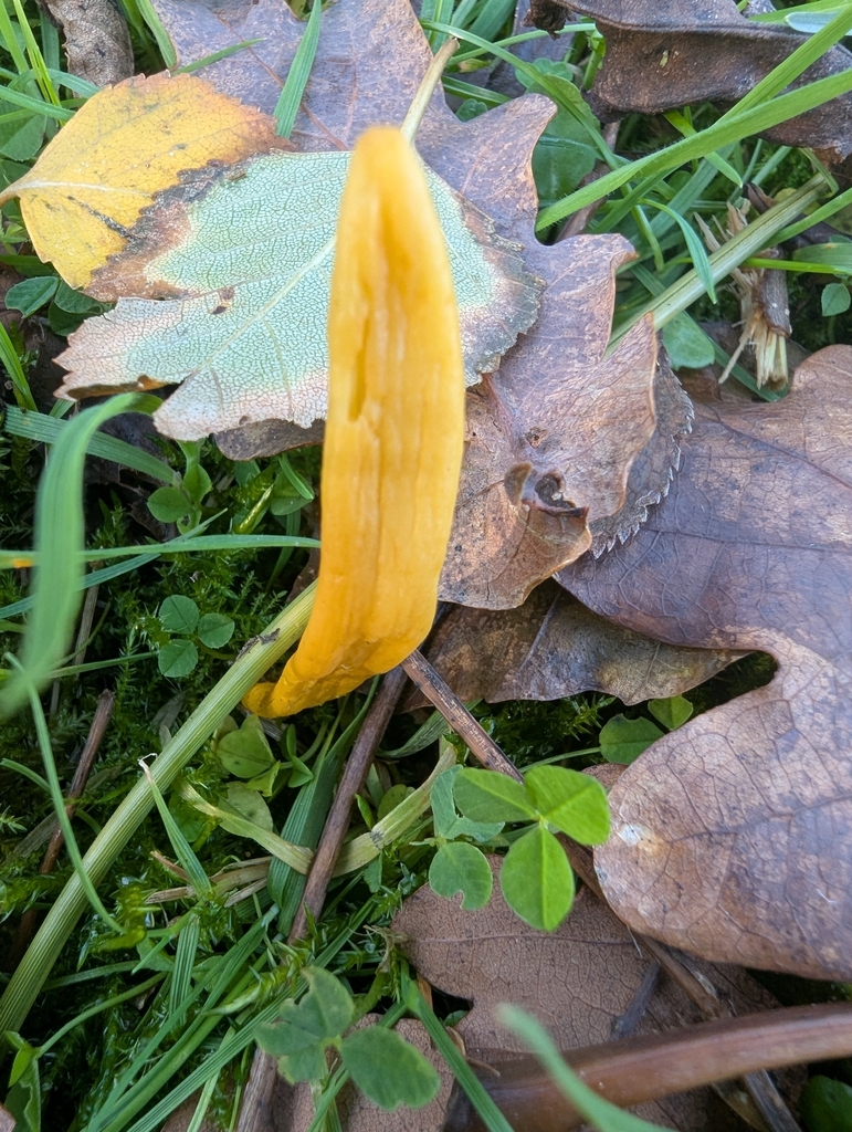 Clavulinopsis helvola · November 2025 · photo: © ohwhen (iNaturalist, cc-by)