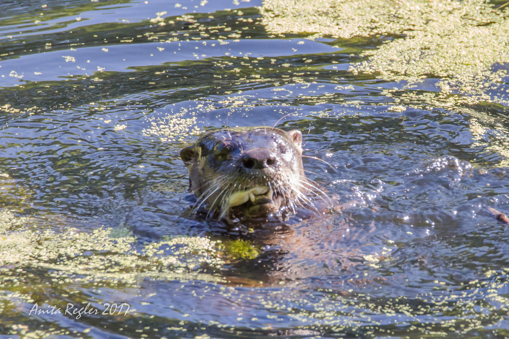 North American River Otter from Kings Park, NY 11754, USA on July 30 ...