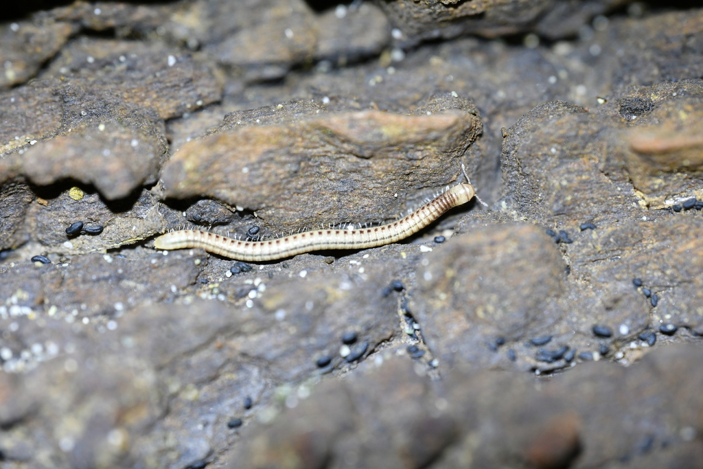 Dolichoiulus tongiorgii
