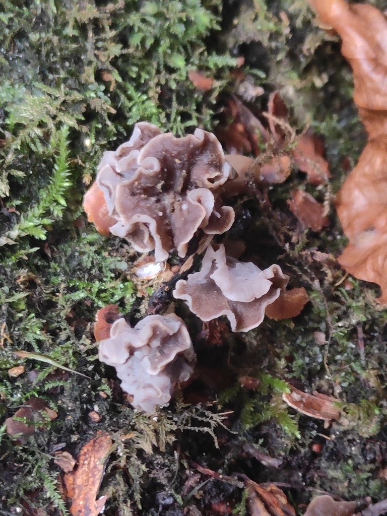 Craterellus pusillus