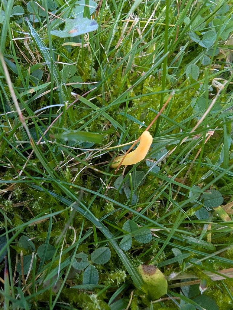 Clavulinopsis helvola · November 2025 · photo: © ohwhen (iNaturalist, cc-by)