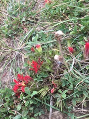 Castilleja pumila