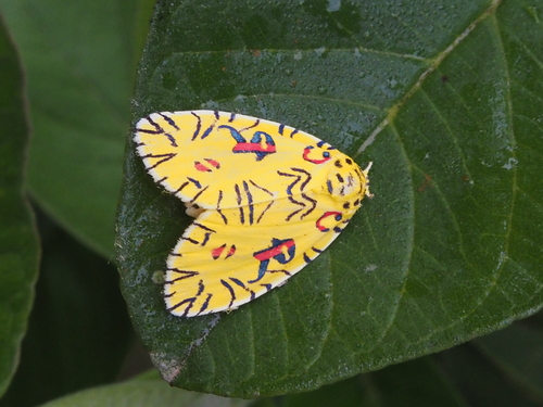 Pikachu Moth