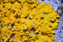 Xanthomendoza oregana