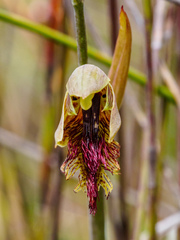 Calochilus herbaceus