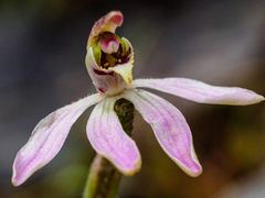 Caladenia atrochila