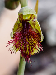 Calochilus herbaceus