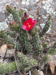 Austrocylindropuntia shaferi