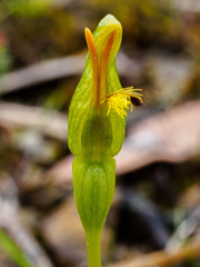 Pterostylis tasmanica