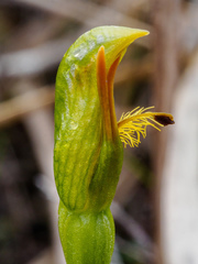 Pterostylis tasmanica