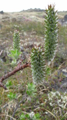 Salix richardsonii