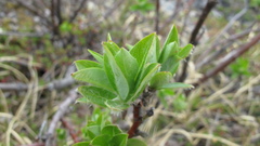 Salix richardsonii