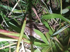 Leptodactylus gracilis